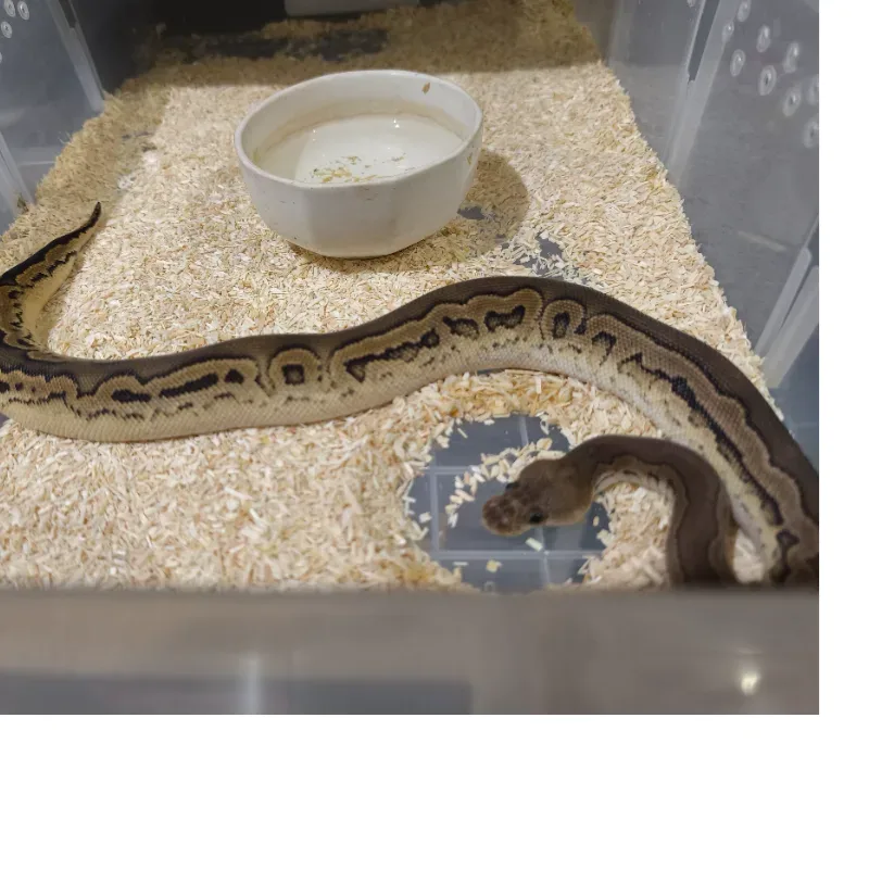 Blackpastel Calico clown