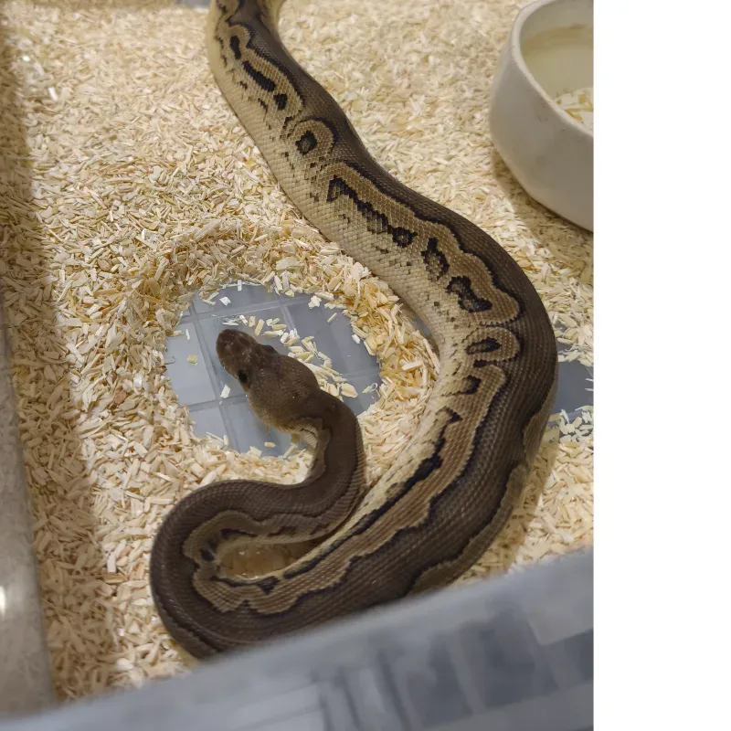 Blackpastel Calico clown