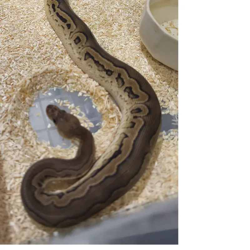 Blackpastel Calico clown