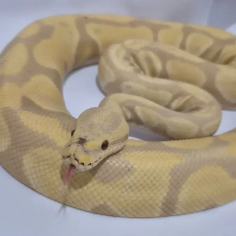 Toffee Albino (Toffino) Proven