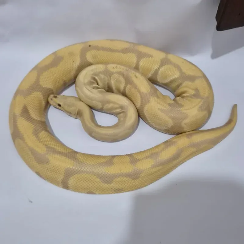 Toffee Albino (Toffino) Proven