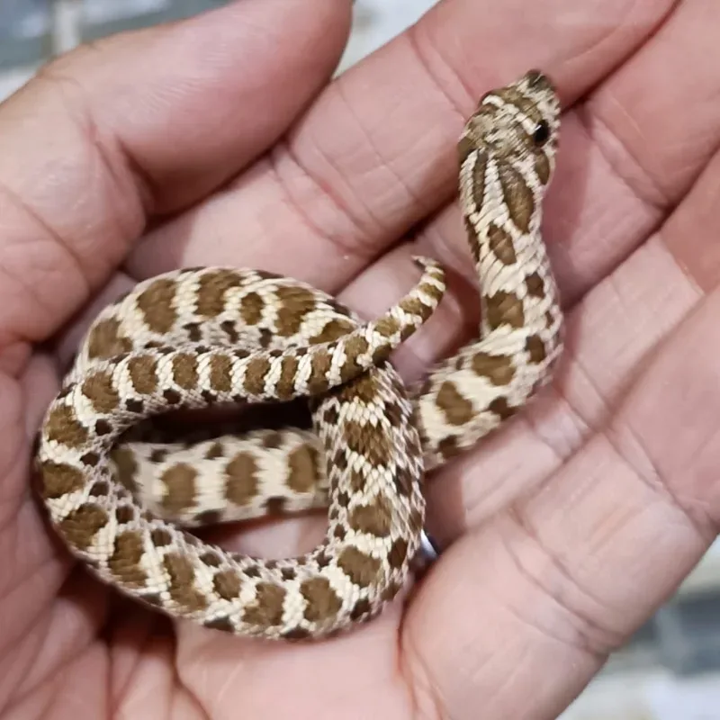 Het Albino Het Axanthic