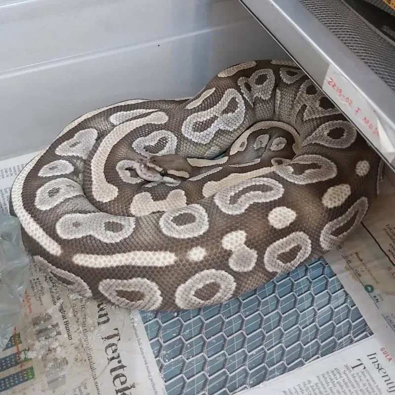 Proven - Mojave