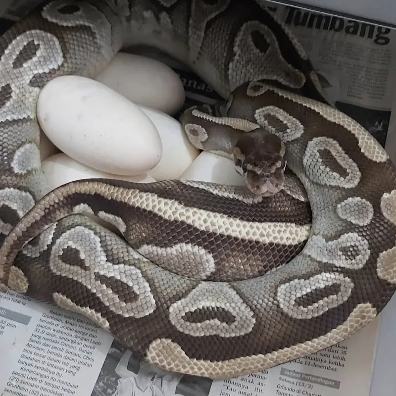 Proven - Mojave