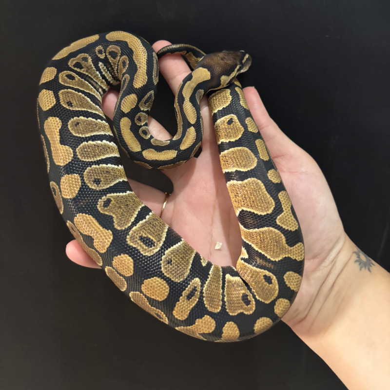 Normal Pos Het Lavender Albino Pos Het Clown