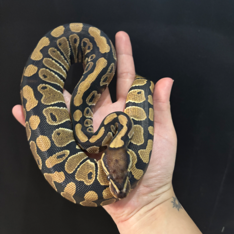 Normal Pos Het Lavender Albino Pos Het Clown
