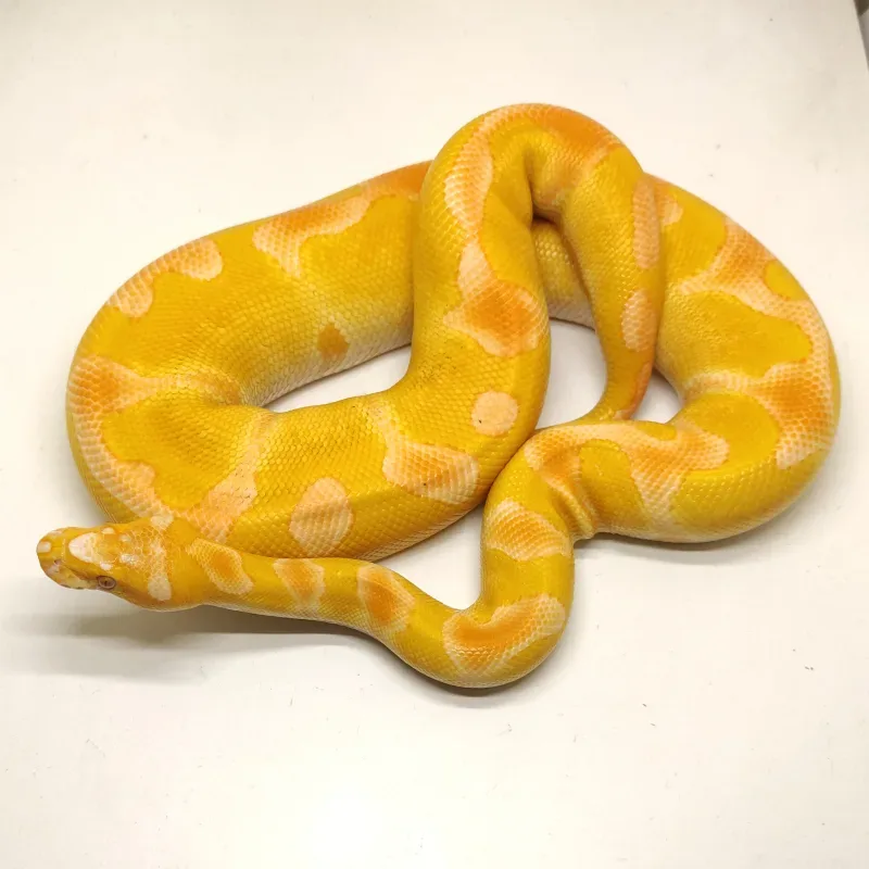 Enchi Clown Lavender Albino Pos Het Pied