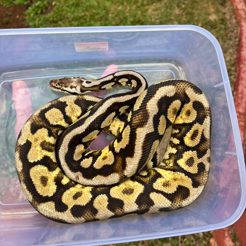 Pastel Spotnose Yellowbelly (Fire)