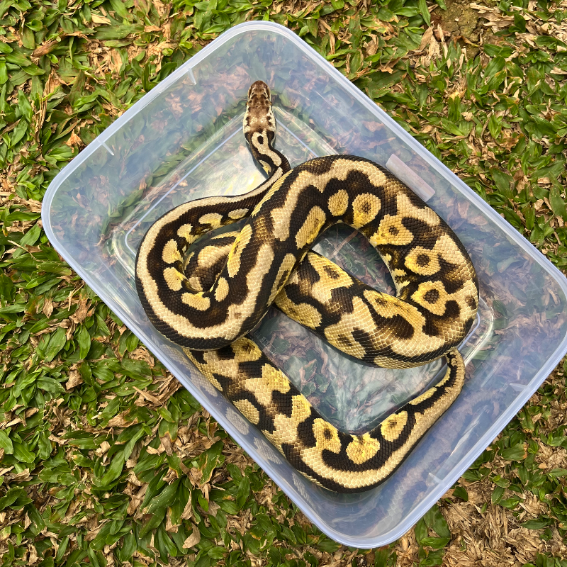 Pastel Spotnose Yellowbelly (Fire)