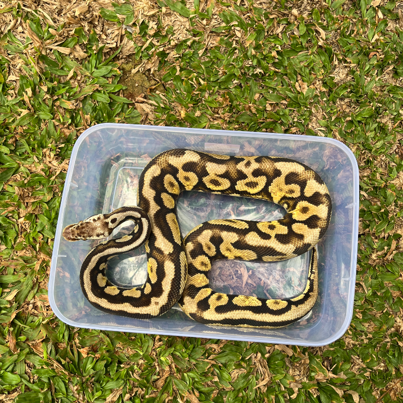 Pastel Spotnose Yellowbelly (Fire)