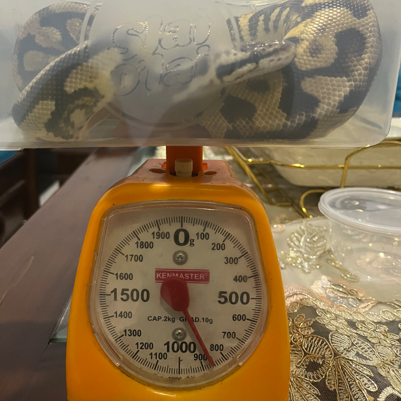 Pastel Spotnose Yellowbelly (Fire)
