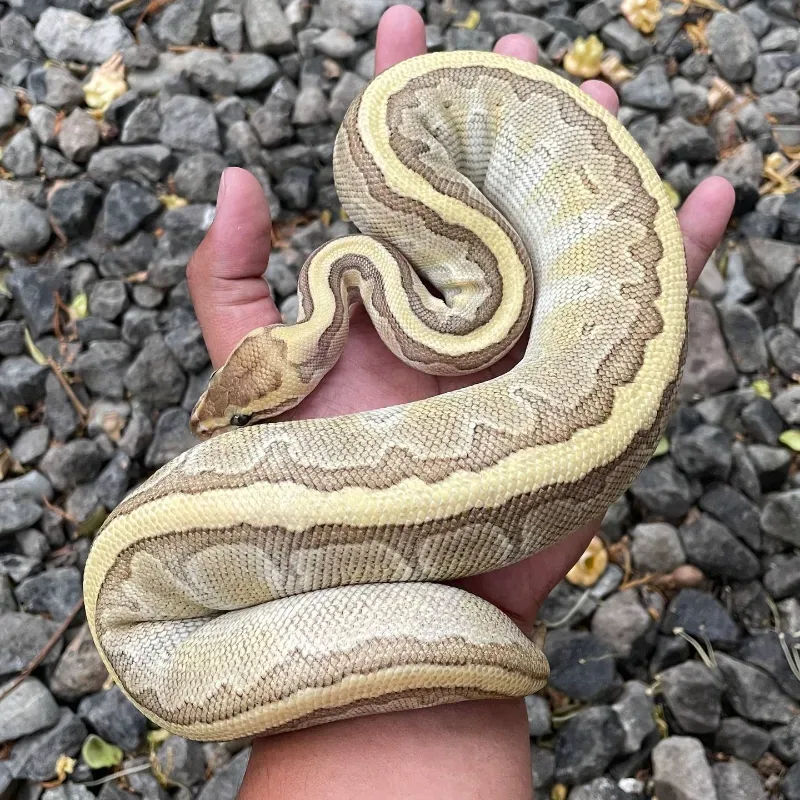 Female Emperor Pins
