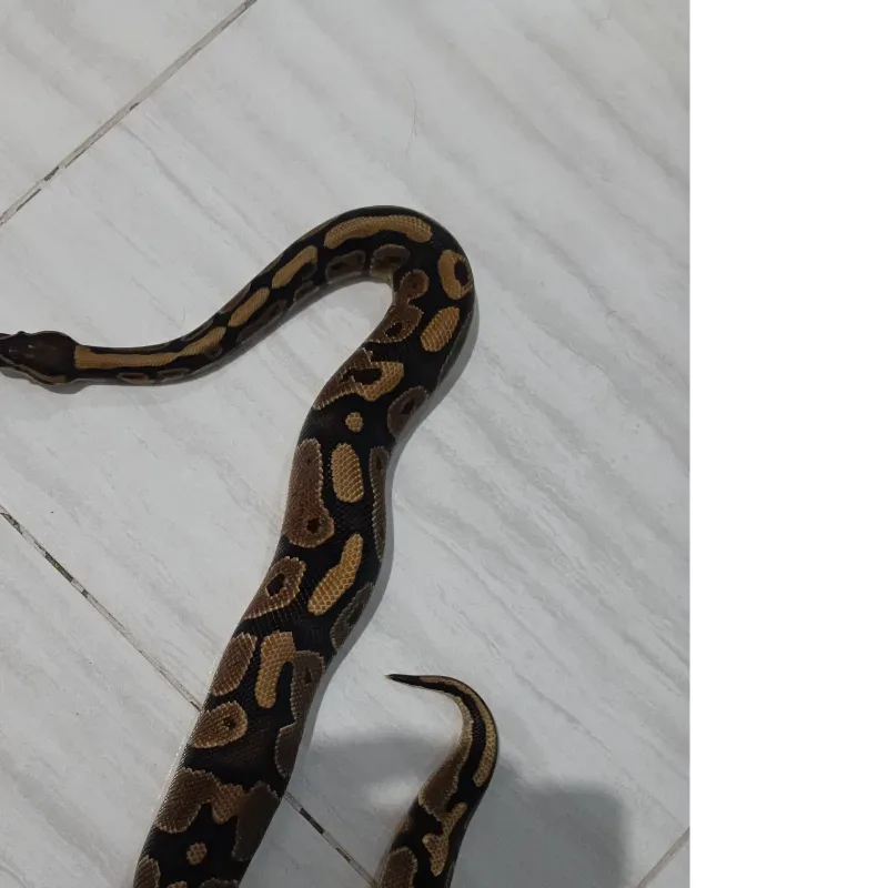 Normal poss leopard