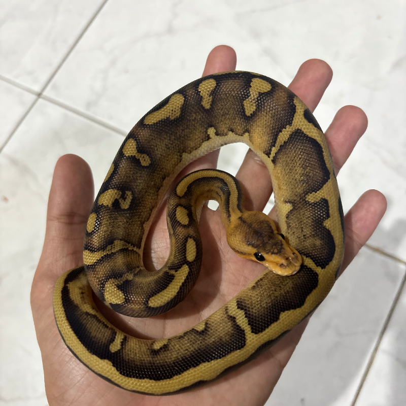 M - Leopard Champagne 2