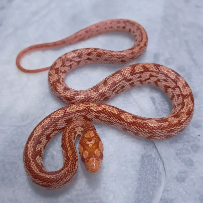 Amel tessera nelsonsupercorn (75%corn 25%milk)