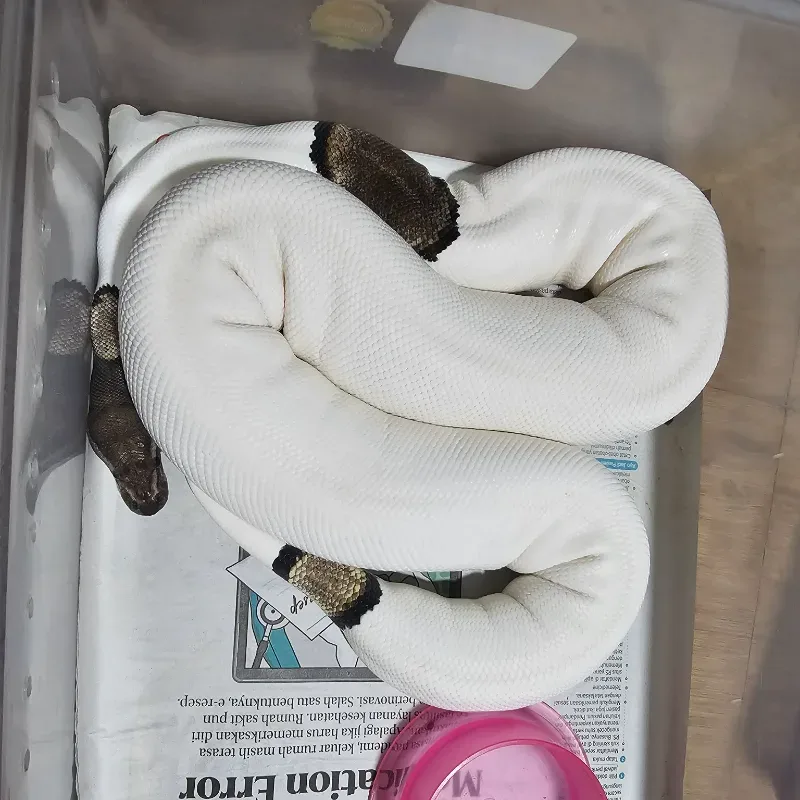 Black Pastel Mojave Pied
