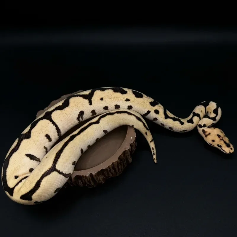 Spotnose DG clown poss leopard