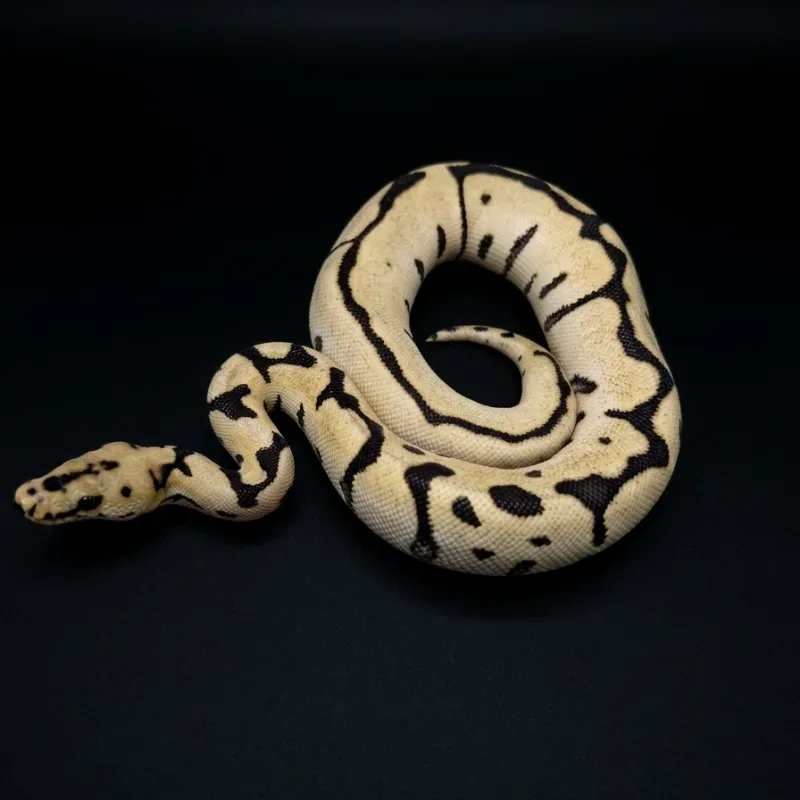 Spotnose DG clown poss leopard