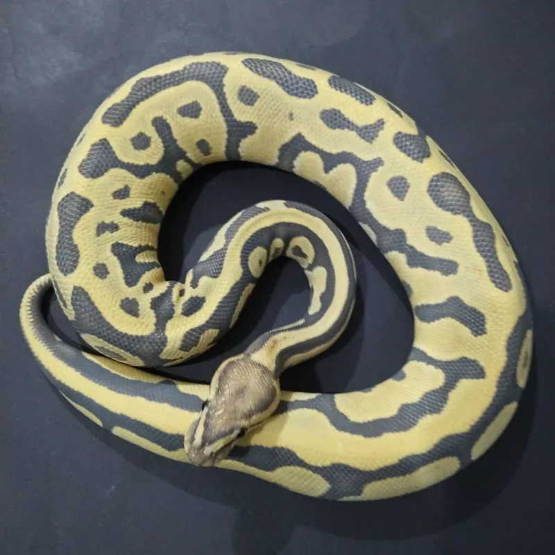 Leopard Hypo Clown Pos Het Desert Ghost