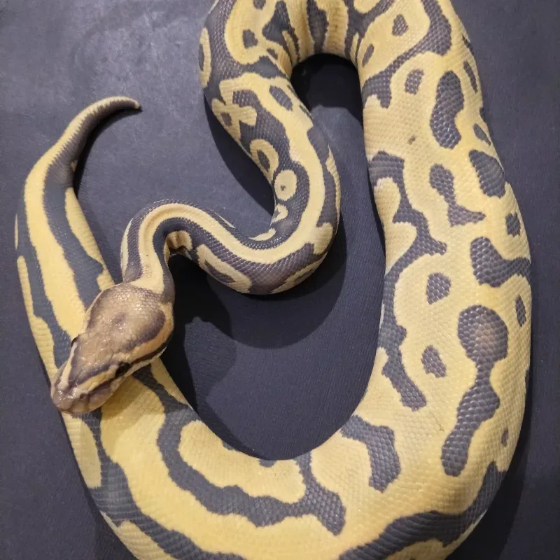 Leopard Hypo Clown Pos Het Desert Ghost