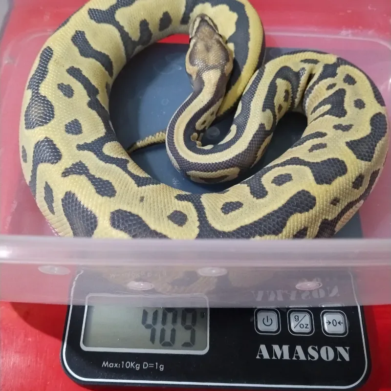 Leopard Hypo Clown Pos Het Desert Ghost