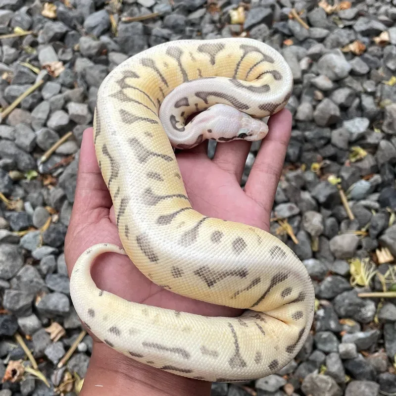 Killer Bee Ball Pyhthon