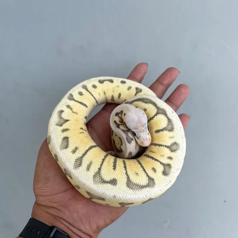 Killer Bee Ball Pyhthon