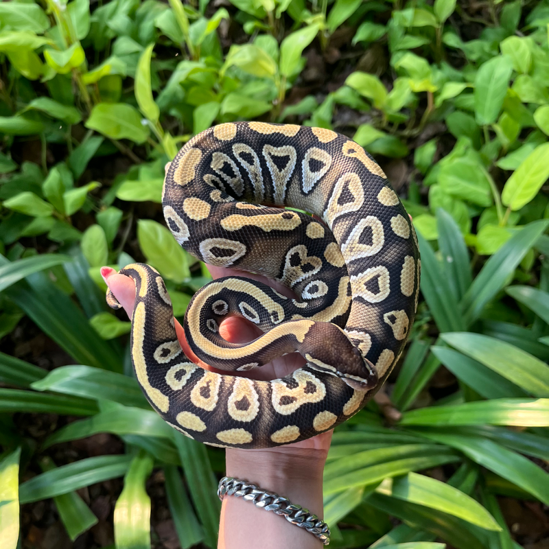 Phantom Het Tristripe