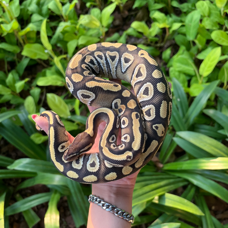 Phantom Het Tristripe Ph lavender
