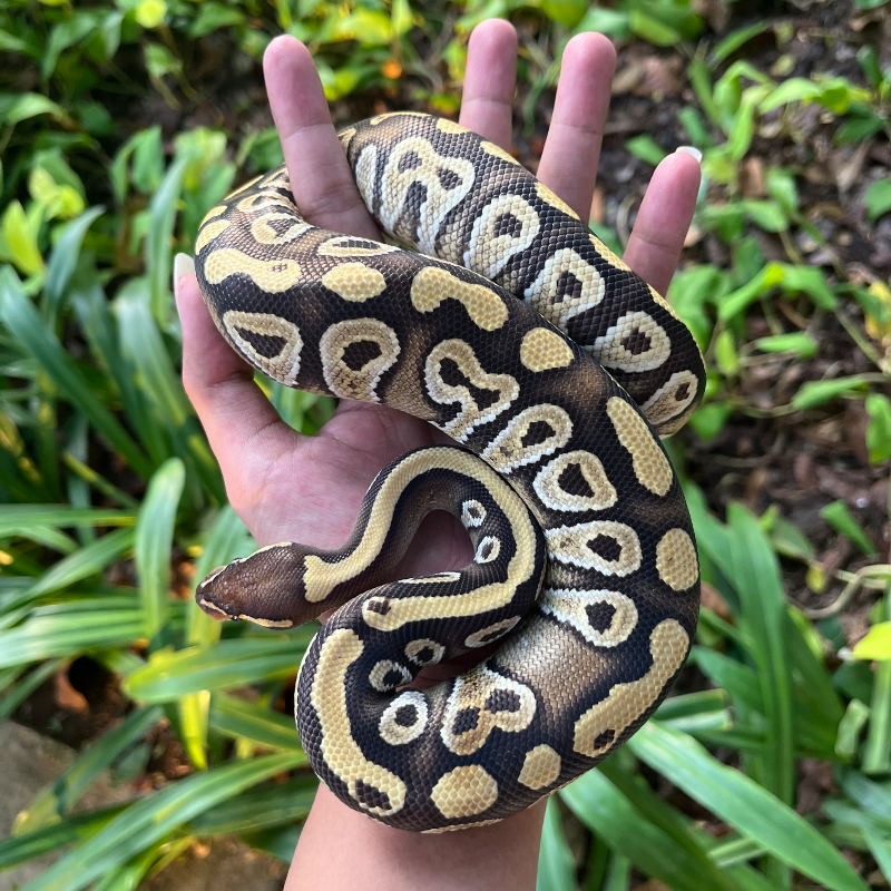 Phantom Het Tristripe Ph lavender