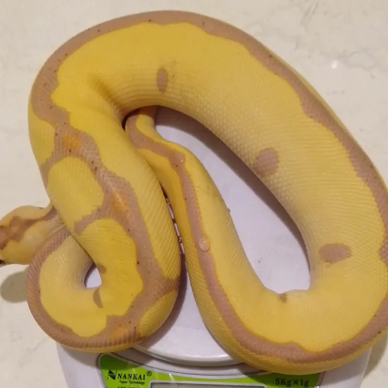 Banana Leopard Enchi Clown Jantan