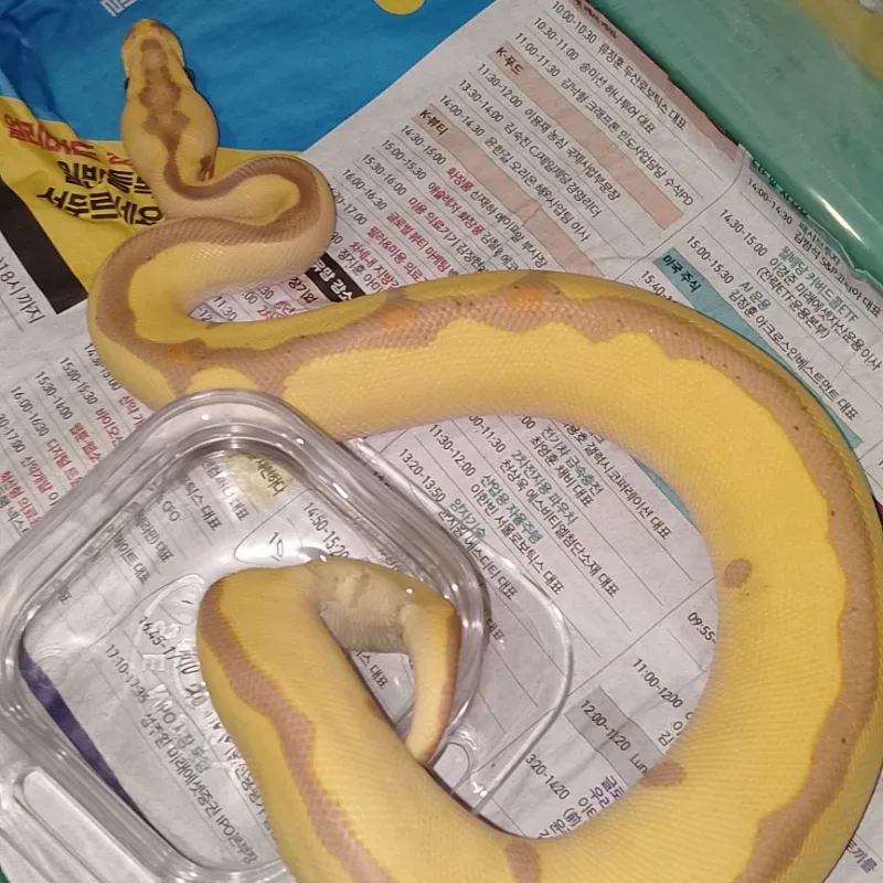 Banana Leopard Enchi Clown Jantan 2