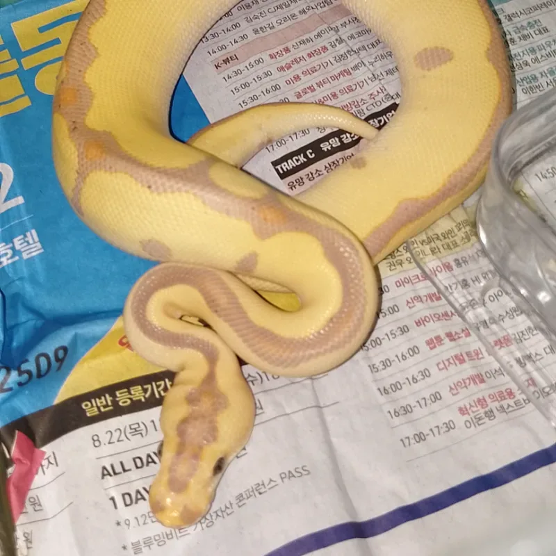Banana Leopard Enchi Clown Jantan 3