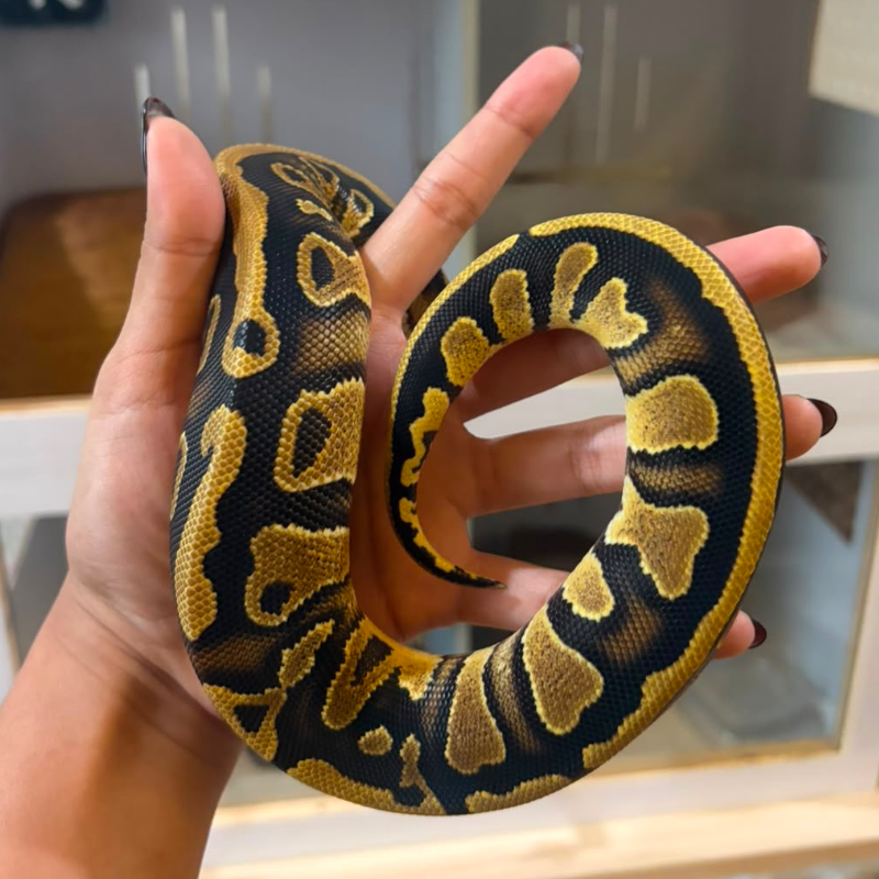 Nagini