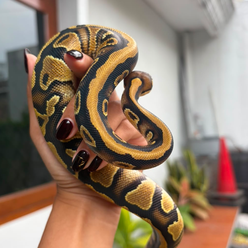 Nagini
