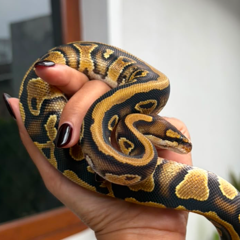 Nagini