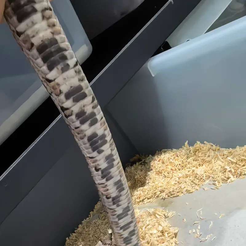 Anery Cornsnake