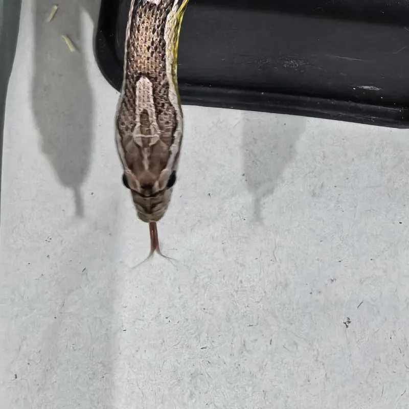 Anery Cornsnake