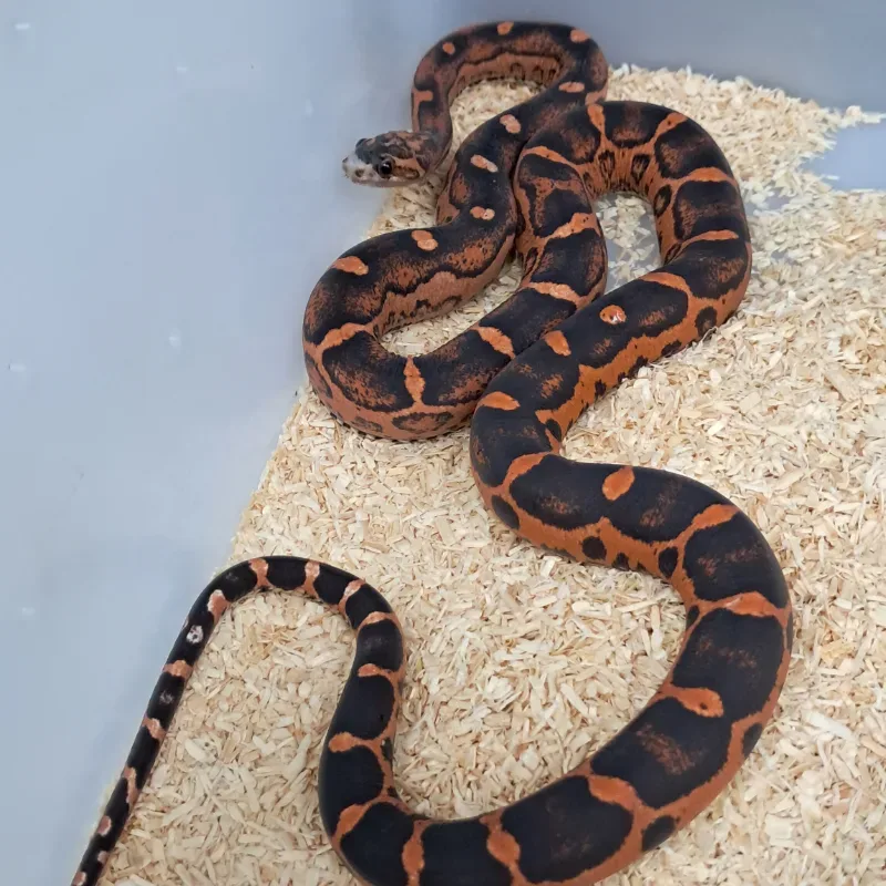 Scaleless ph snow