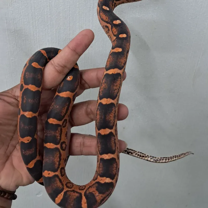 Scaleless ph snow