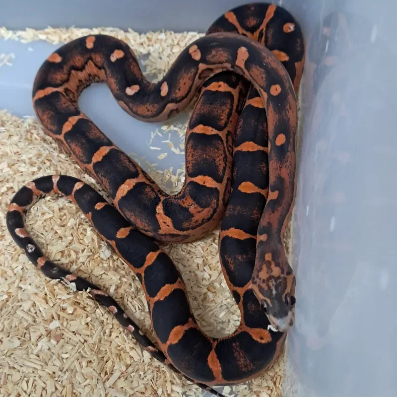 Scaleless ph snow