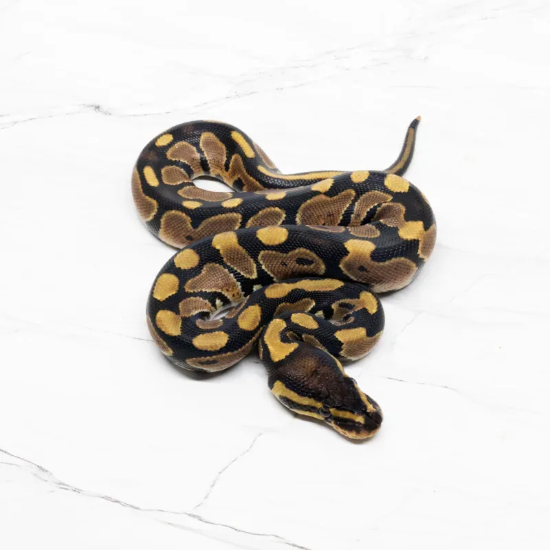 Het Lavender Albino Het Pied