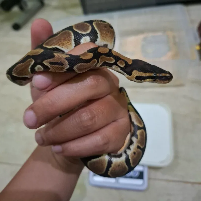 Het Lavender Albino Het Pied