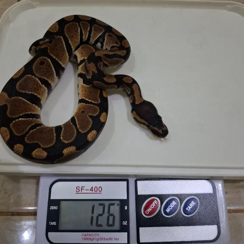 Het Lavender Albino Het Pied