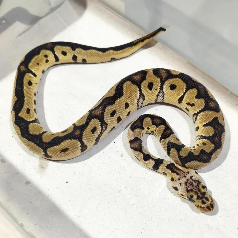 Pastel Clown Het Axanthic VPI
