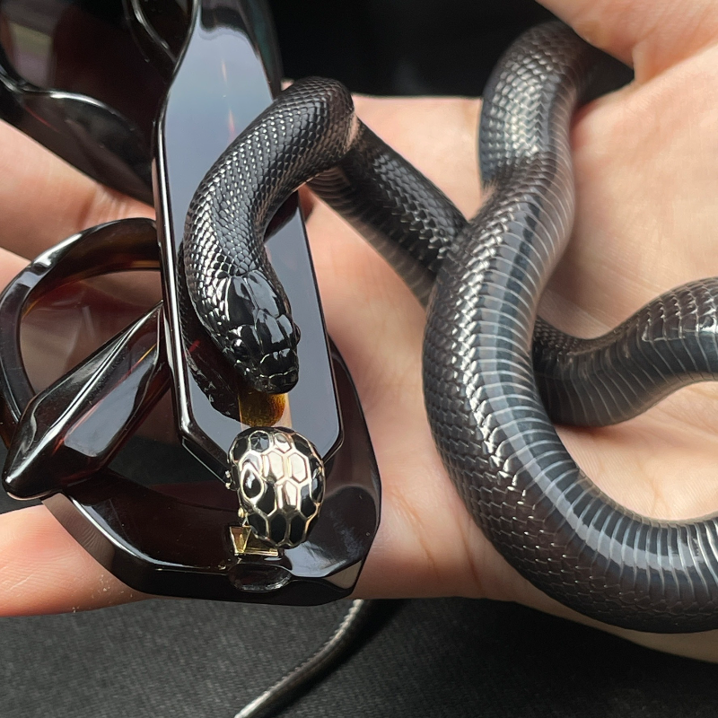 Mexican Black Kingsnake