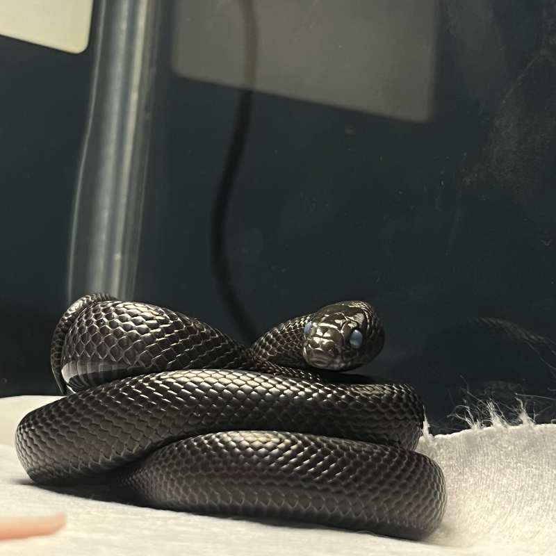 Mexican Black Kingsnake 2