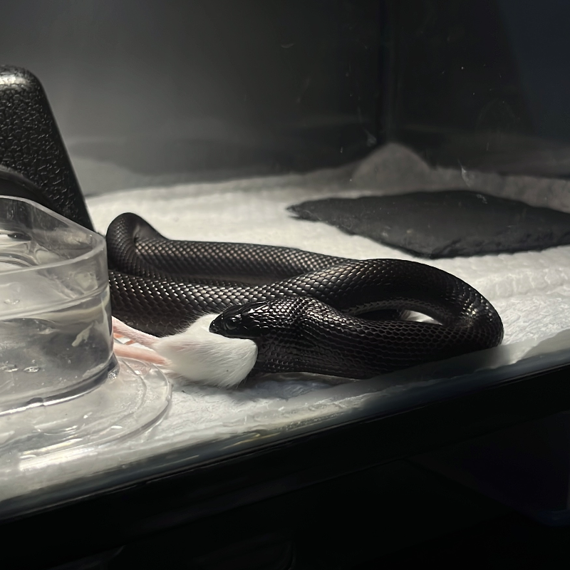 Mexican Black Kingsnake 3