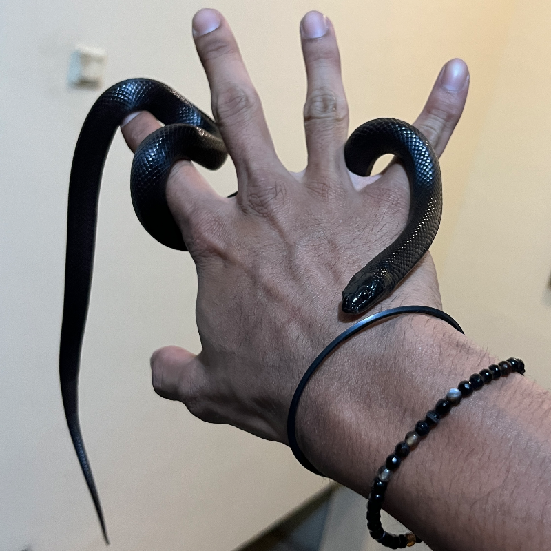 Mexican Black Kingsnake 4