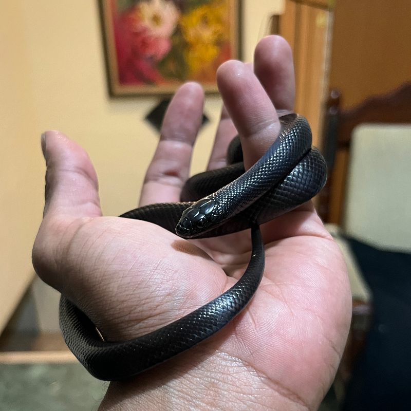 Mexican Black Kingsnake 5